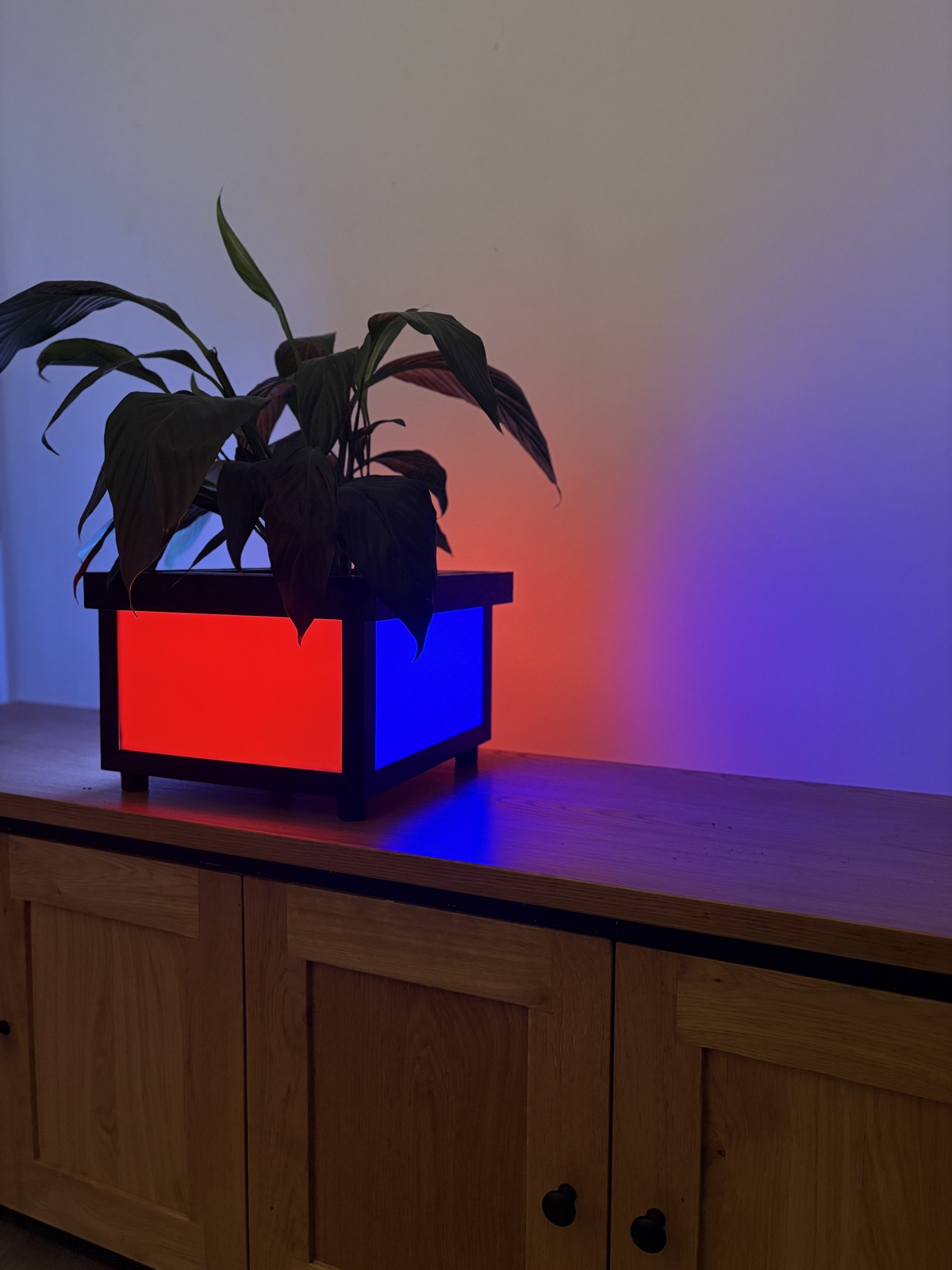 Plant in Lamp met rood en blauw licht